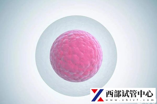 卵子質(zhì)量會(huì)影響試管成功率