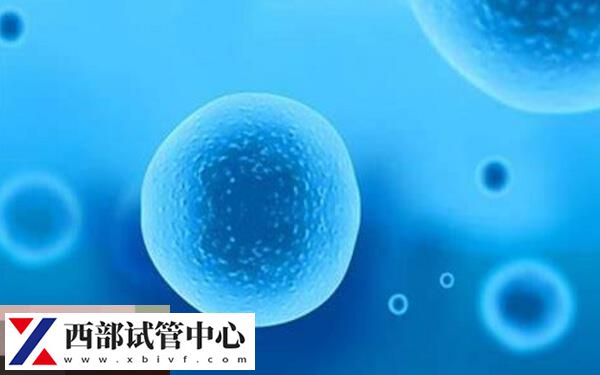 解凍囊胚收費(fèi)約3000元不等