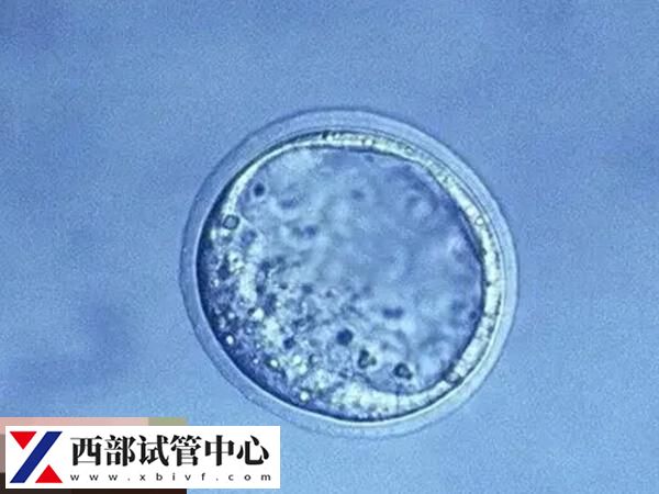囊胚解凍后會(huì)放置在培養(yǎng)液中培養(yǎng)2-3小時(shí)