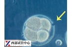 囊胚解凍移植流程及費(fèi)用分享，另附移植注意